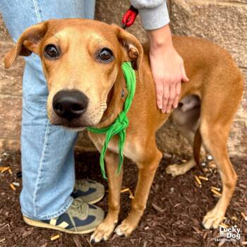 Rescue Labrador Retriever and Shepherd Dogs for Adoption in Washington, District Of Columbia - Melvin | PetCurious