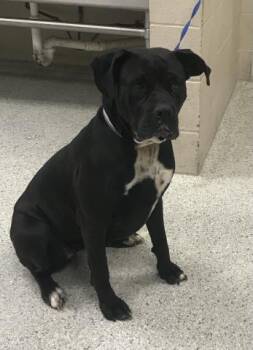 Cane Corso Dogs Available for Adoption in Conroe, Texas - TINY | PetCurious