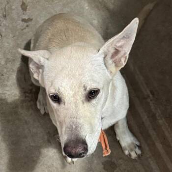 Vince -  Shepherd Dog for Adoption in Birmingham, Alabama - Vince | PetCurious