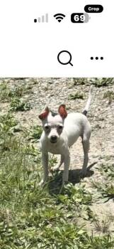 Oreo -  Chihuahua and Terrier Dog for Adoption in Columbia, Tennessee - Oreo | PetCurious
