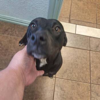 Hemi -  Black Labrador Retriever and Basset Hound Dog for Adoption in Madill, Oklahoma - Hemi | PetCurious
