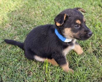 Terrier and Shepherd Dogs Available for Adoption in Corona, California - Tinn | PetCurious