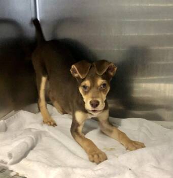 Bandit -  Hound Dog for Adoption in Parma, Ohio - Bandit | PetCurious