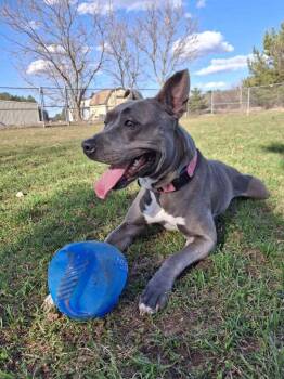 LEONA -  Staffordshire Bull Terrier Dog Available for Adoption in Ironwood, Michigan - LEONA | PetCurious