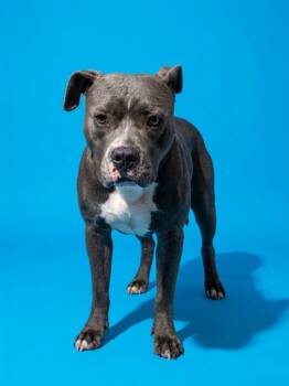 KING -  Mixed Breed Dog for Adoption in Jacksonville, Florida - KING | PetCurious