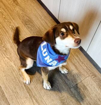 Beagle Dogs Available for Adoption in Sebring, Florida - Tully Hart | PetCurious