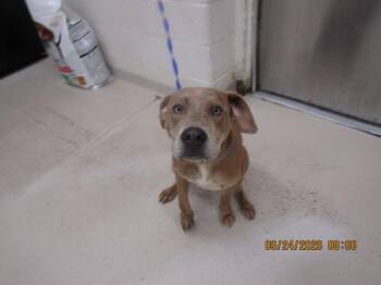 (58) -  Retriever Dog for Adoption in Marietta, Georgia - (58) | PetCurious