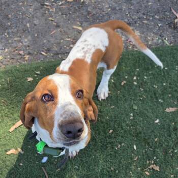 Basset Hound Dogs Available for Adoption in San Pablo, California - Cooper | PetCurious