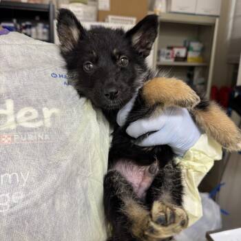 German Shepherd Dog and Husky Dogs Available for Adoption in Pekin, Illinois - Ash | PetCurious