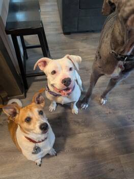 Stella -  American Bulldog Dog for Adoption in Bastrop, Texas - Stella | PetCurious