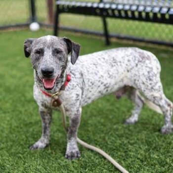 Pepper -  Australian Cattle Dog Blue Heeler and Mixed Breed Dog for Adoption in Atlanta, Georgia - Pepper | PetCurious