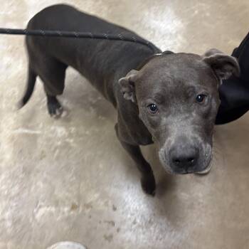 Grace- 091501U -  Pit Bull Terrier and Mixed Breed Dog for Adoption in Tupelo, Mississippi - Grace- 091501U | PetCurious