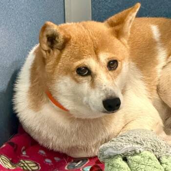 Showlow - Missouri MY26-122 -  Shiba Inu Dog for Adoption in Peyton, Colorado - Showlow - Missouri MY26-122 | PetCurious