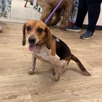 Beagle Dogs Available for Adoption - Dee Dee | PetCurious