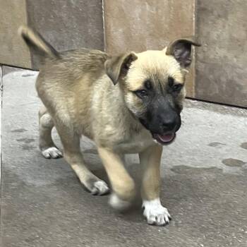 Labrador Retriever Dogs Available for Adoption in Las Vegas, Nevada - Onigiri 53603 | PetCurious