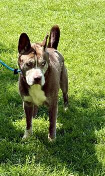 Husky Dogs Available for Adoption in Springfield, Illinois - Prince | PetCurious