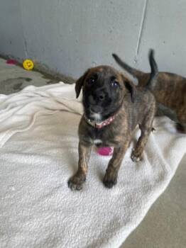 Bullmastiff and German Shepherd Dog Dogs Available for Adoption in Port Alberni, British Columbia - Ginny | PetCurious