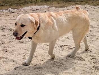 Rescue Yellow Labrador Retriever Dogs for Adoption in Killingworth, Connecticut - Nessie #3 | PetCurious