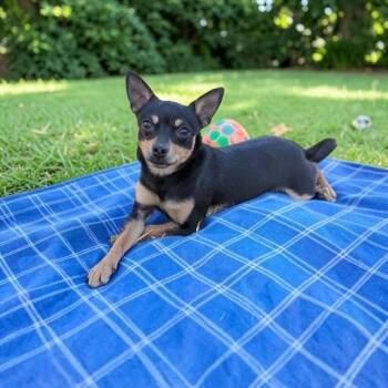 Chihuahua Dogs Available for Adoption - Bosley | PetCurious