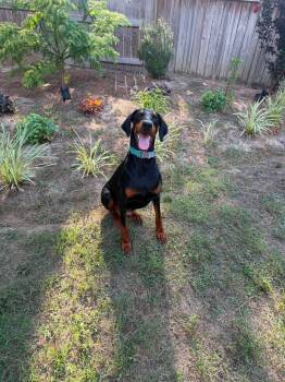 Anya -  Doberman Pinscher Dog for Adoption in Matthews, North Carolina - Anya | PetCurious