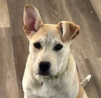 Carolina Dog and Anatolian Shepherd Dogs Available for Adoption in Andover, Massachusetts - Bombay Spirits - Local Pup | PetCurious