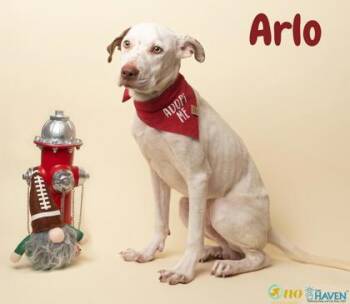 Arlo -  Pointer and Mixed Breed Dog for Adoption in Fairhope, Alabama - Arlo | PetCurious