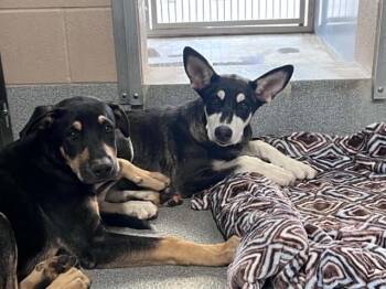 MERRY -  German Shepherd Dog and Mixed Breed Dog for Adoption in Tustin, California - MERRY | PetCurious