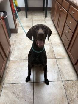 Rescue Mixed Breed Dogs for Adoption in Cincinnati, Ohio - Winchester | PetCurious