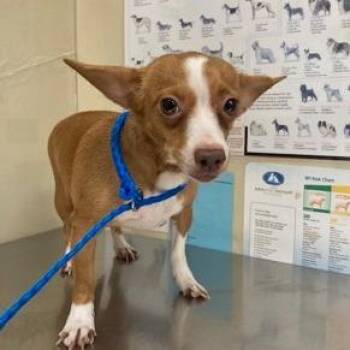 Chihuahua Dogs Available for Adoption in Park Row, Texas - Cherry | PetCurious
