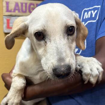 Hercial - Local July 10-12 -  Labrador Retriever Dog for Adoption in Brookshire, Texas - Hercial - Local July 10-12 | PetCurious