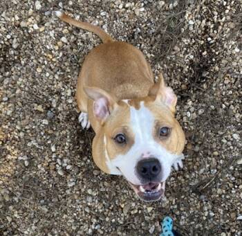 Rescue Mixed Breed Dogs for Adoption in Atlanta, Georgia - Boo Boo | PetCurious