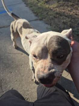 Rescue American Staffordshire Terrier Dogs for Adoption in San Antonio, Texas - SENRI | PetCurious