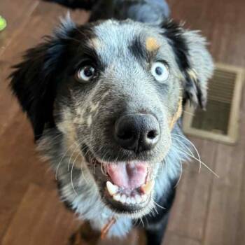 Rescue Australian Shepherd and Mixed Breed Dogs for Adoption in Normal, Illinois - Nerds | PetCurious