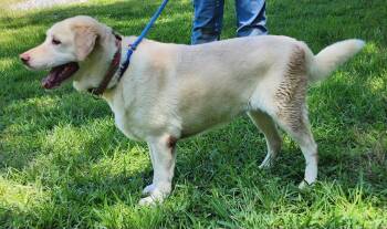 260802  Pippy -  Labrador Retriever Dog for Adoption in Wetumpka, Alabama - 260802  Pippy | PetCurious