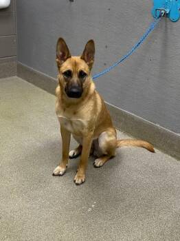 German Shepherd Dog Dogs Available for Adoption in Las Vegas, Nevada - STORMY | PetCurious