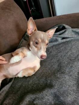 Rescue Chihuahua Dogs for Adoption in Lacey Township, New Jersey - Willow | PetCurious