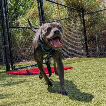 Hazel -  Mixed Breed Dog for Adoption in Sarasota, Florida - Hazel | PetCurious