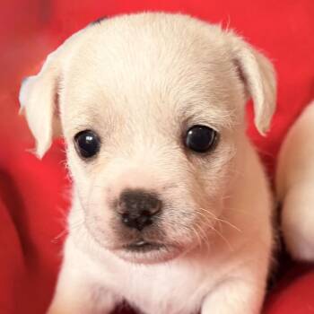 Chihuahua and Jack Russell Terrier Dogs Available for Adoption in Long Beach, California - Brownie/Courtesy Post_2 | PetCurious