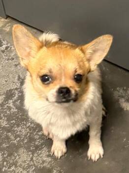 Elvis -  Chihuahua Dog for Adoption in Henderson, North Carolina - Elvis | PetCurious