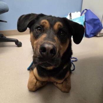 Rottweiler and Mixed Breed Dogs Available for Adoption in Grand Junction, Colorado - Guinness | PetCurious