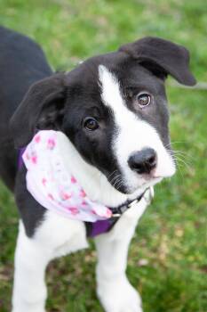 Mixed Breed Dogs Available for Adoption - Faith | PetCurious