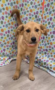 Golden Retriever and Collie Dogs Available for Adoption in Attalla, Alabama - Erin | PetCurious