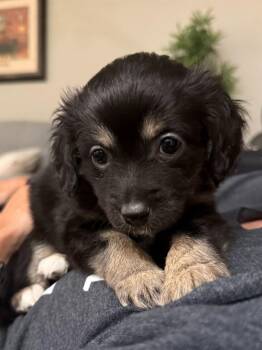 Border Terrier and Corgi Dogs Available for Adoption - Marbles | PetCurious