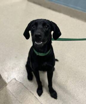 TILLY (Black lab) -  Labrador Retriever Dog for Adoption in Holbrook, New York - TILLY (Black Lab) | PetCurious