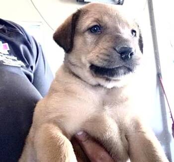 German Shepherd Dog and Mixed Breed Dogs Available for Adoption in Houston, Texas - A656818 | PetCurious