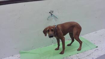 MARIAH -  Redbone Coonhound and Mixed Breed Dog for Adoption in Houston, Texas - MARIAH | PetCurious