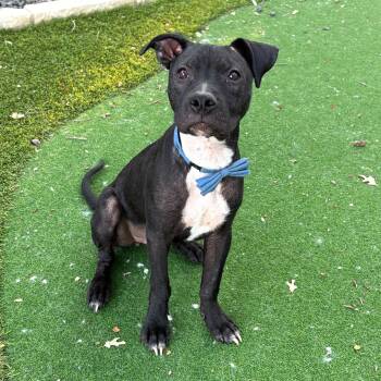 Rune -  Boxer and Terrier Dog for Adoption in Corpus Christi, Texas - Rune | PetCurious
