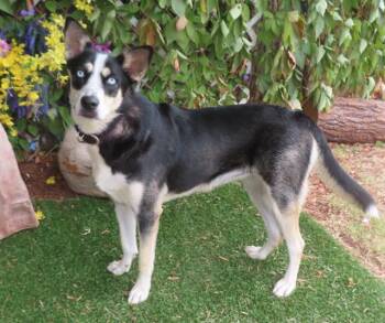 Siberian Husky and Mixed Breed Dogs Available for Adoption in Oklahoma City, Oklahoma - WILLOW | PetCurious