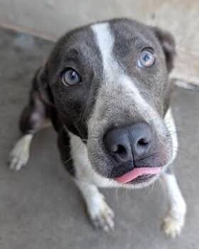 Keni *Help! I need a foster home by Oct 1!* -  Australian Cattle Dog Blue Heeler Dog for Adoption in Minneapolis, Minnesota - Keni *Help! I Need A Foster Home By Oct 1!* | PetCurious