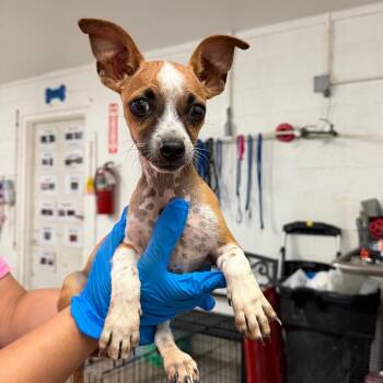 Frijolito -  Chihuahua Dog for Adoption in Edinburg, Texas - Frijolito | PetCurious